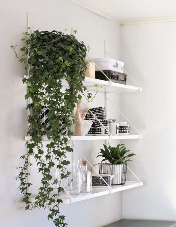 cây cảnh đẹp, cây cảnh để bàn, ô nhiễm không khí